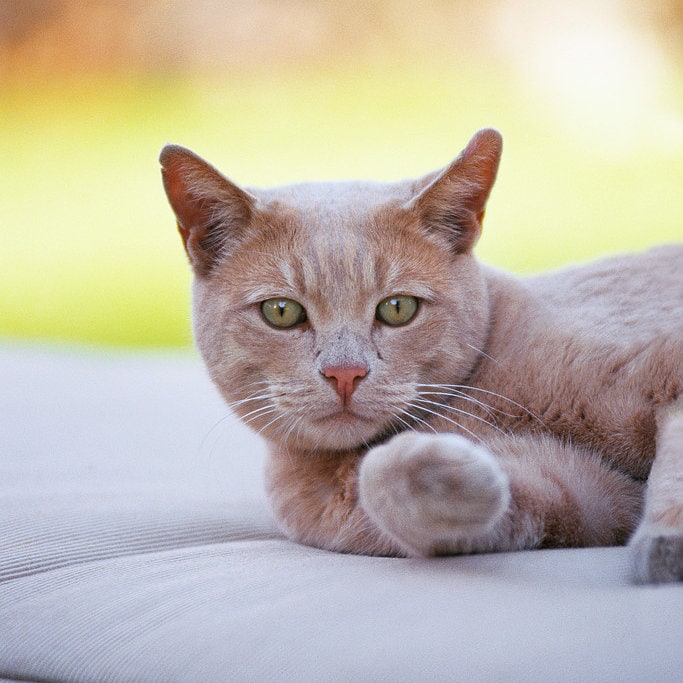Kitty Cat relaxing outdoors
