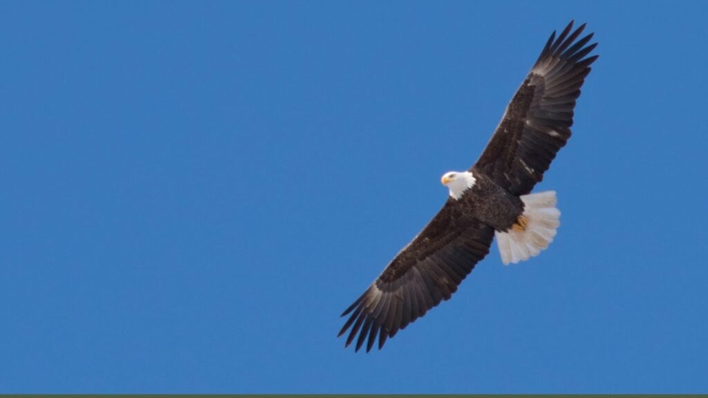 Father God Raises You To Fly Like An Eagle